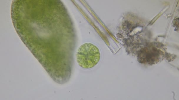 Protozoo de Paramecium bursaria bajo el microscopio en 4k — Vídeos de Stock