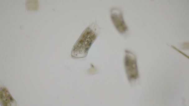 4 k の顕微鏡下でのゾウリムシ繊毛虫 — ストック動画