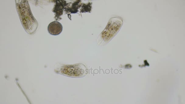 Paramecium y un huevo de rotífero bajo el microscopio en 4k — Vídeo de stock