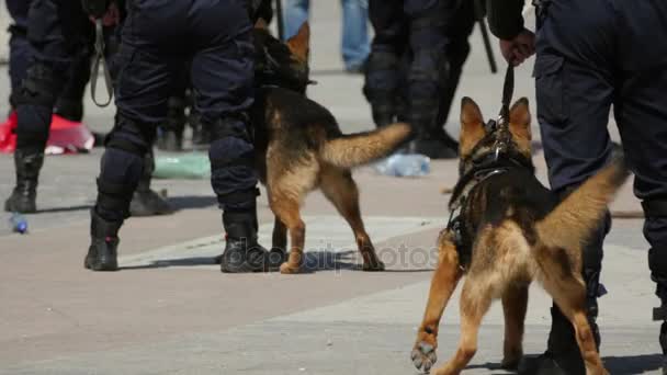 Gendarmerie dogs ready to take action during a riot — Stock Video