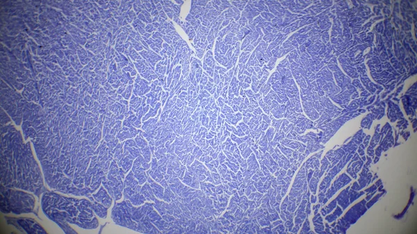 Herzmuskelschnitt unter dem Mikroskop — Stockfoto