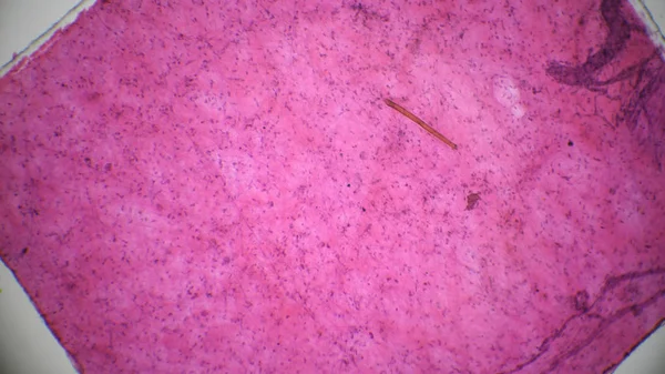 Tissu conjonctif lâche, rattit au microscope — Photo