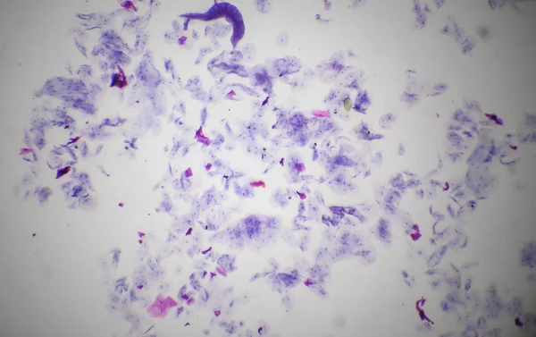 Membrana mucosa da cavidade oral ao microscópio — Fotografia de Stock