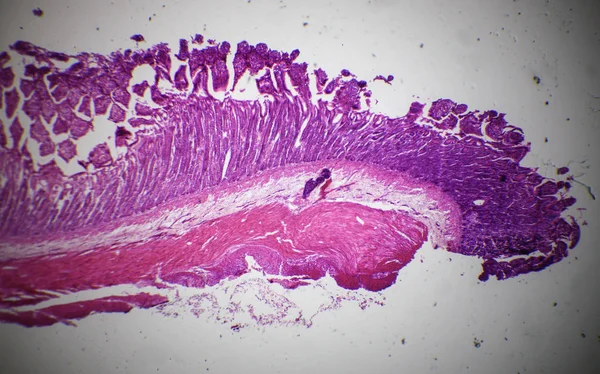 Mikroskop altında ince bağırsak parça — Stok fotoğraf