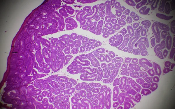 Сечение яичек под микроскопом — стоковое фото
