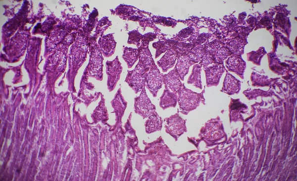 Section de l'intestin grêle au microscope — Photo