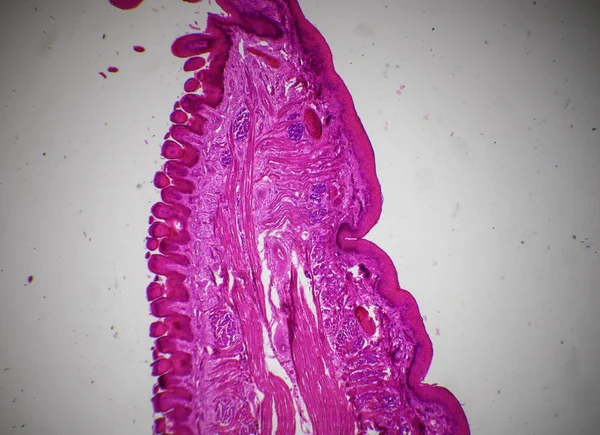 Tongue longitudinal section under the microscope