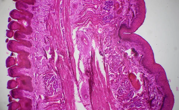 Coupe longitudinale de la langue au microscope — Photo