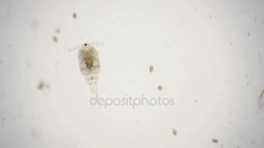 4 k mikroskop altında erkek Tepegöz