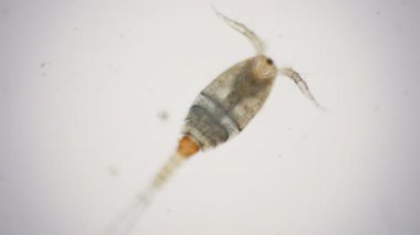 4 k mikroskop altında erkek Tepegöz