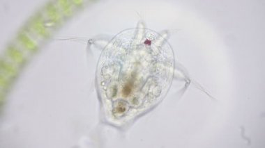 Tepegöz'ü 4 k mikroskop altında Nauplius larva