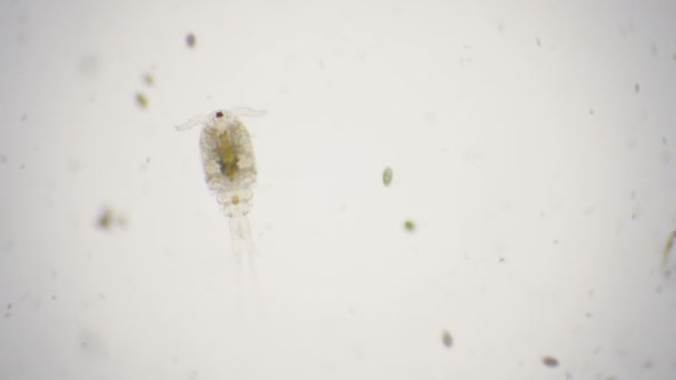 Cíclope macho bajo el microscopio en 4k — Vídeo de stock