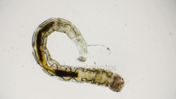 Larvas de quironomídeos ou mosquitos não picantes através de um microscópio — Vídeo de Stock