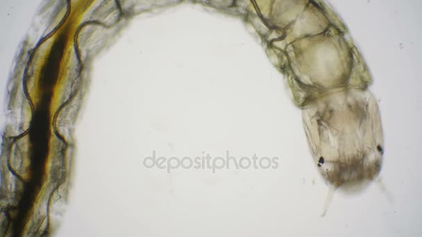 Chironomids veya biting uyarmadığın bir mikroskop ile larva — Stok video