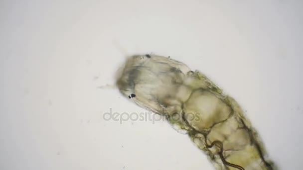 Larve di chironomidi o moscerini non mordenti al microscopio — Video Stock