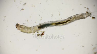Chironomids veya biting uyarmadığın bir mikroskop ile larva
