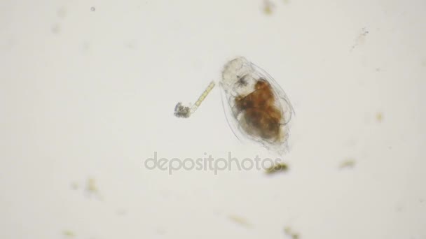 Vídeo de um rotifer sob o microscópio — Vídeo de Stock