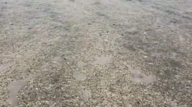 Dalgalar deniz kabukları vahşi bir plajda kum dolu yıkama