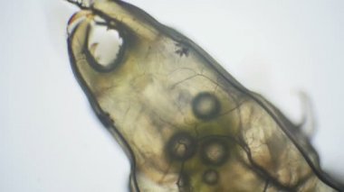 Sucul böcek larvaları ile mikroskop