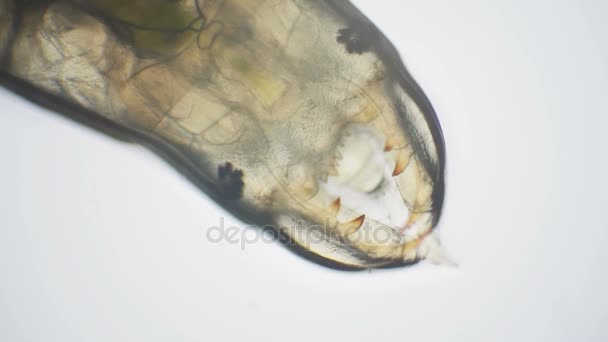 Aquatic insect larvae through a microscope — Stock Video