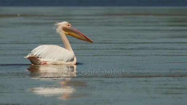 Dalmatiner Pelikan (pelecanus crispus) schwimmt auf dem Wasser im Donaudelta — Stockvideo