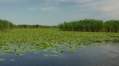 Danube delta sulak hareket
