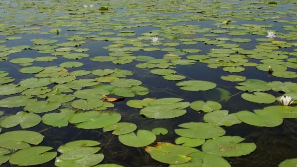 White water lilies in the Danube delta — Stock Video