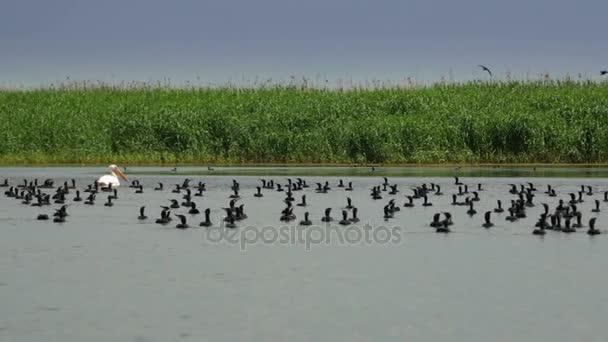 Una bandada de cormoranes nadando sobre el agua en el delta del Danubio — Vídeos de Stock