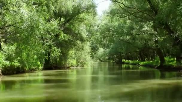 Danube delta forested wetlands in motion — Stock Video