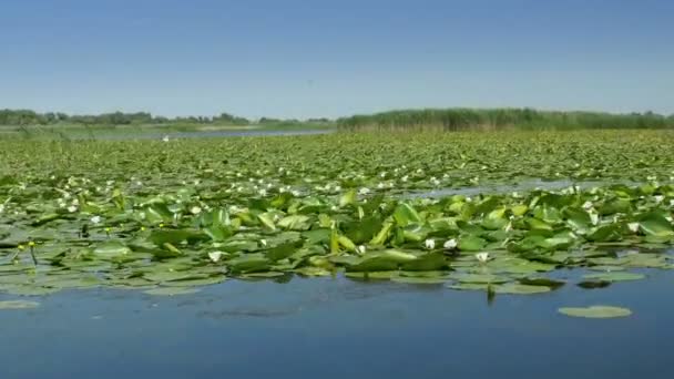 Danube delta podmokłe w ruchu — Wideo stockowe