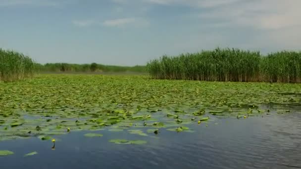 Danube delta wetlands in beweging — Stockvideo