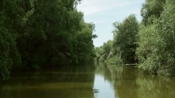 Donaudelta bewaldete Feuchtgebiete in Bewegung — Stockvideo