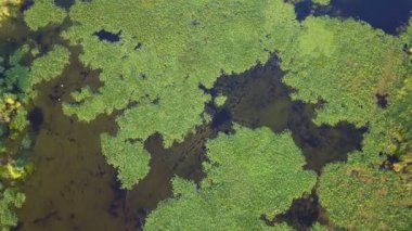 Danube delta sulak havadan görünümü