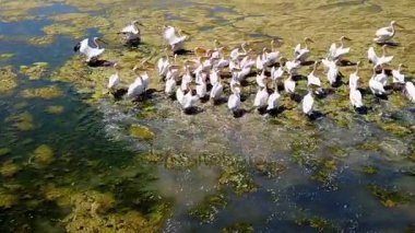 Büyük Tuz Gölü Tuna Deltası'nda büyük beyaz Pelikan sürüsü