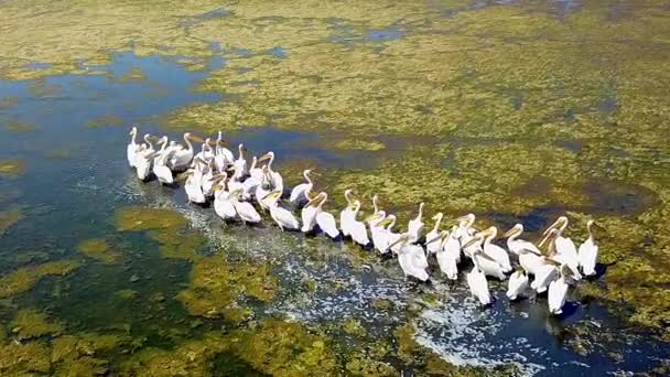 Grote koppel van grote witte pelikanen op een zoutmeer in Donaudelta — Stockvideo