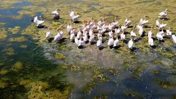 Stor flock av stora vita pelikaner på en saltvattensjö i Donaudeltat — Stockvideo