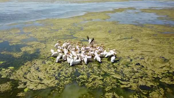 Velké hejno velké bílých pelikánů na solné jezero v Dunajské deltě — Stock video