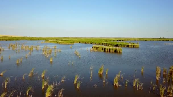 Ampliaciones interminables de agua y cañas en el delta del Danubio — Vídeo de stock