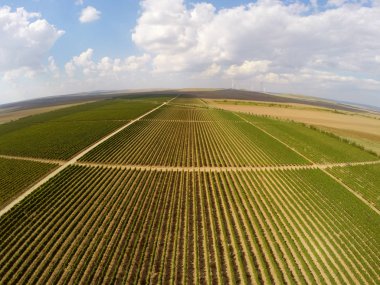 Güzel üzüm bağları manzara havadan görünümü