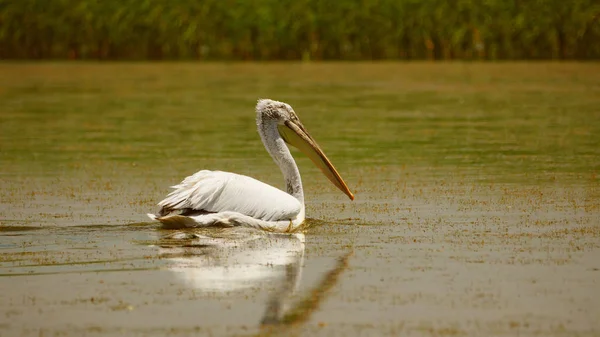 달마 시안 펠리 칸 (Pelecanus 퀴) 다뉴브 델타에 있는 물에 수영 — 스톡 사진