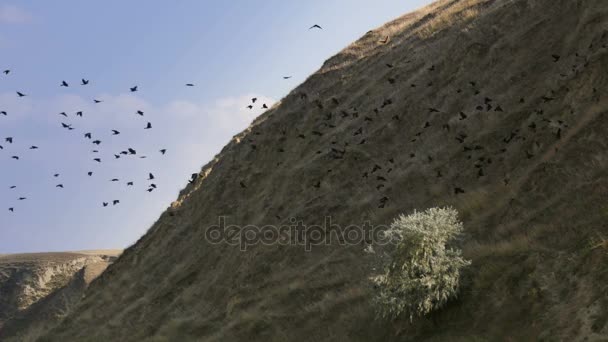 Hill with large flock of birds — Stock Video