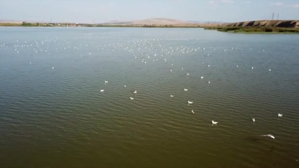 Colônia de gaivotas em uma reserva natural, vista aérea — Vídeo de Stock
