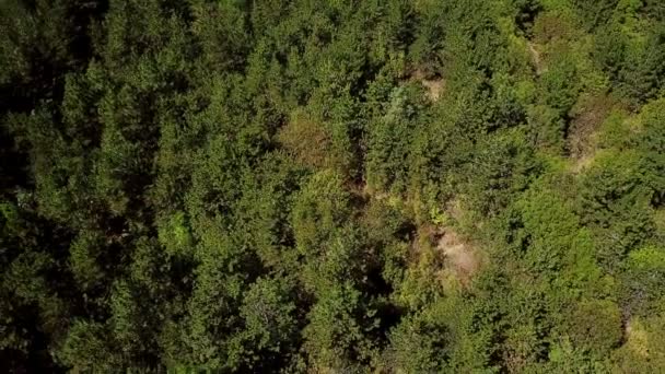 Bosque de pino negro — Vídeo de stock