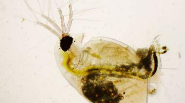 Daphnia pulex veya ortak su pire mikroskop altında