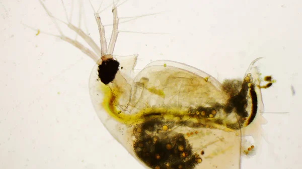 Daphnia pulex veya ortak su pire mikroskop altında — Stok fotoğraf