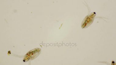 Daphnia gençlere veya ortak su pire 4 k mikroskop altında