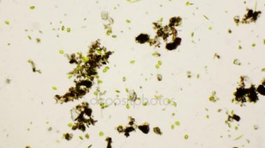 Tatlı su phacus 4 k mikroskop altında