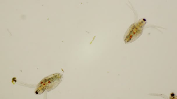 Daphnia gençlere veya ortak su pire 4 k mikroskop altında — Stok video