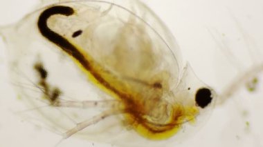 Daphnia pulex veya ortak su pire 4 k mikroskop altında