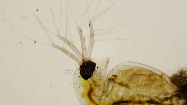 Daphnia pulex або загальна водяна блоха під мікроскопом в 4k — стокове відео